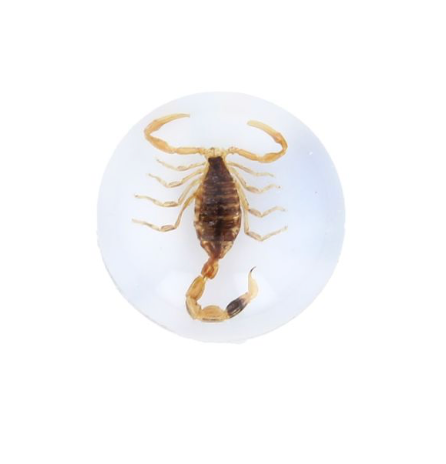 scorpion insecte
