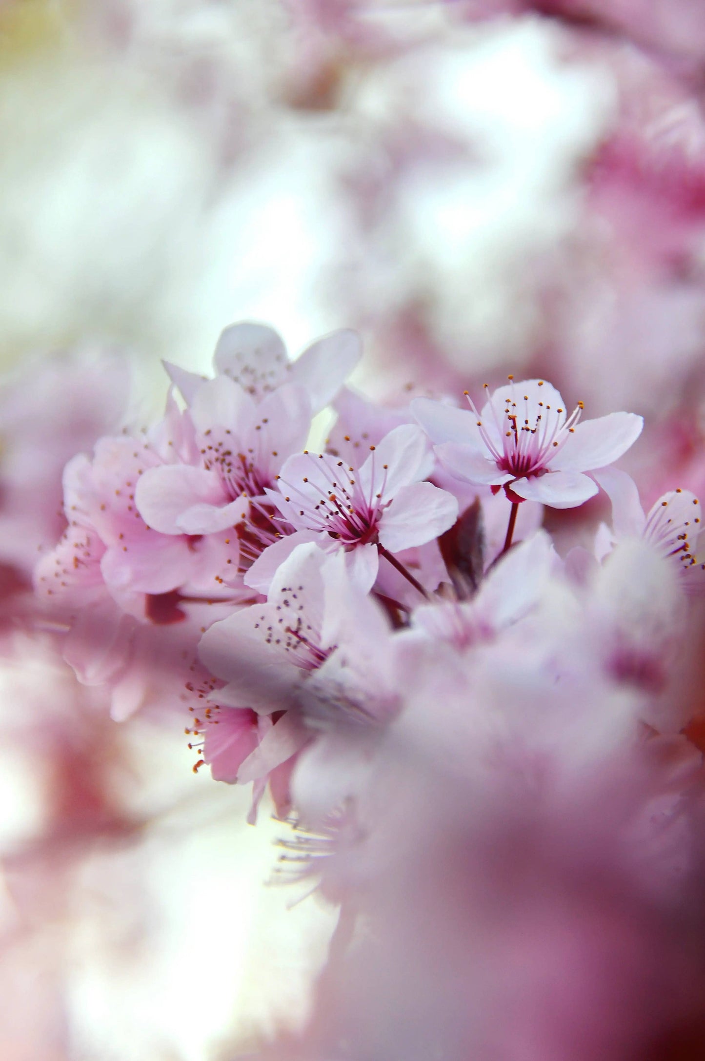 Fondants parfumés - senteur Fleur de cerisier