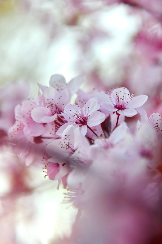 Fondants parfumés - senteur Fleur de cerisier