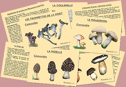 J'apprends à reconnaître les champignons