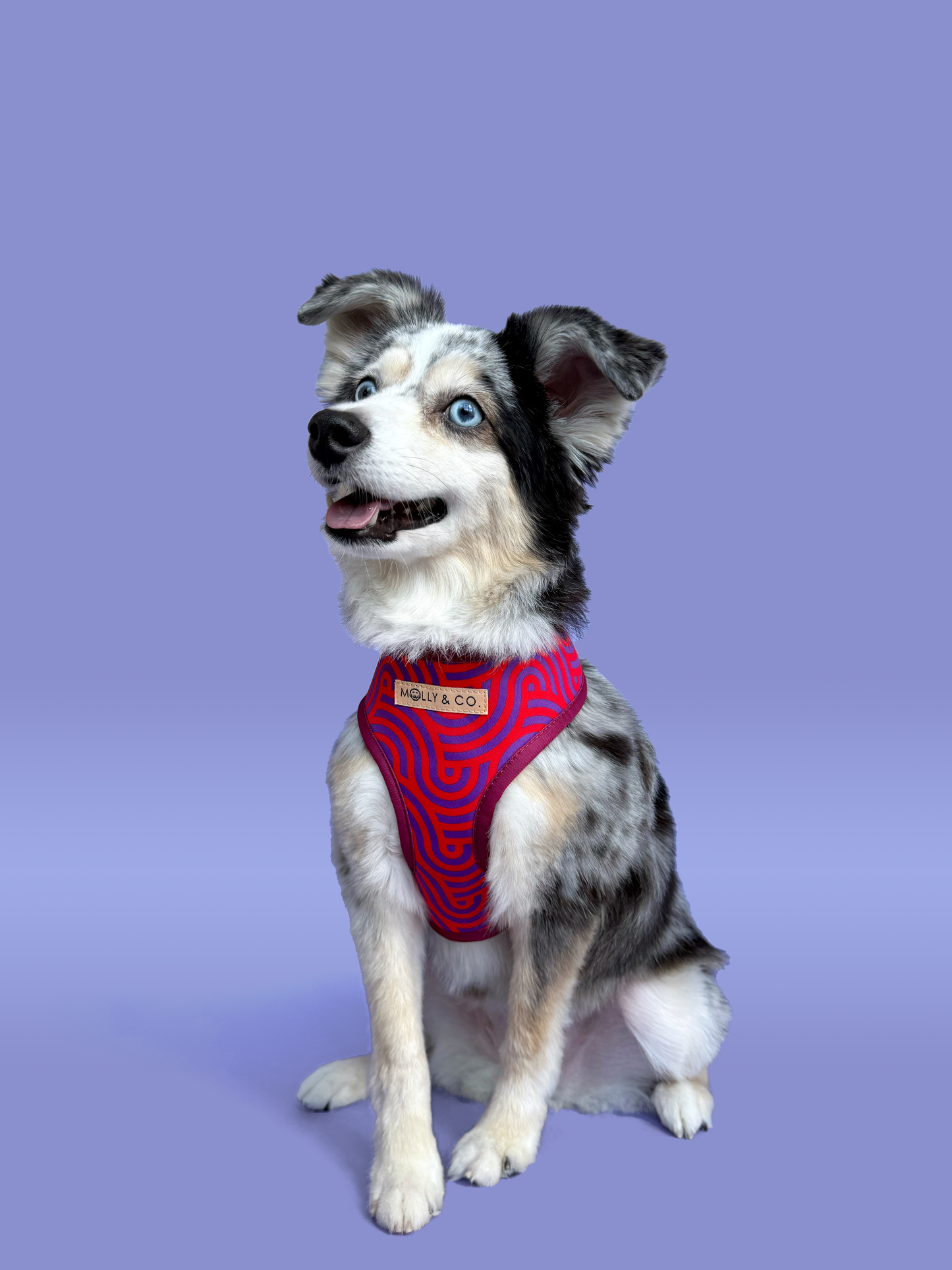 Mon Chéri - Harnais pour chien réversible