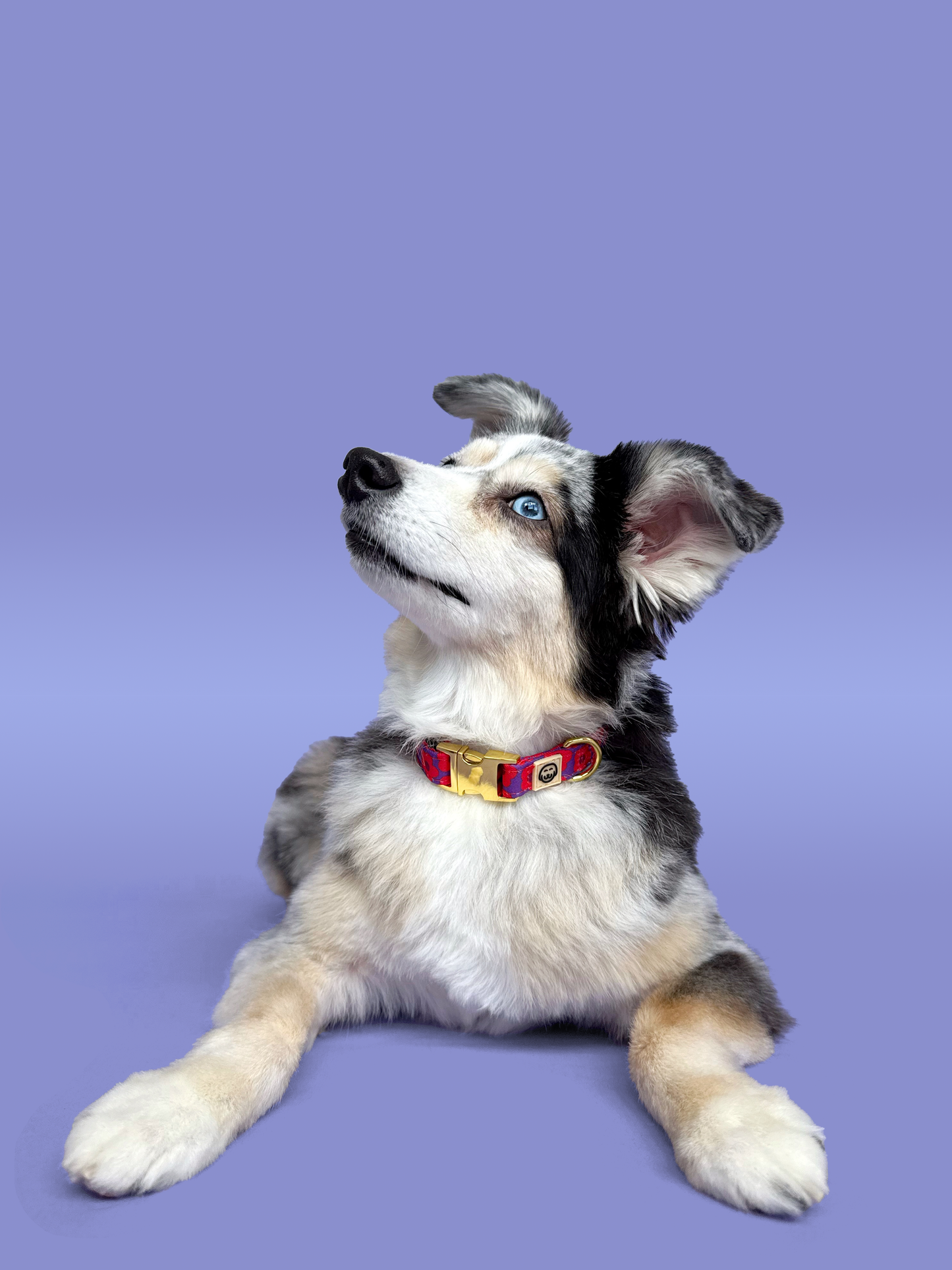 Collier pour chien - Mon Chéri - fleur rose