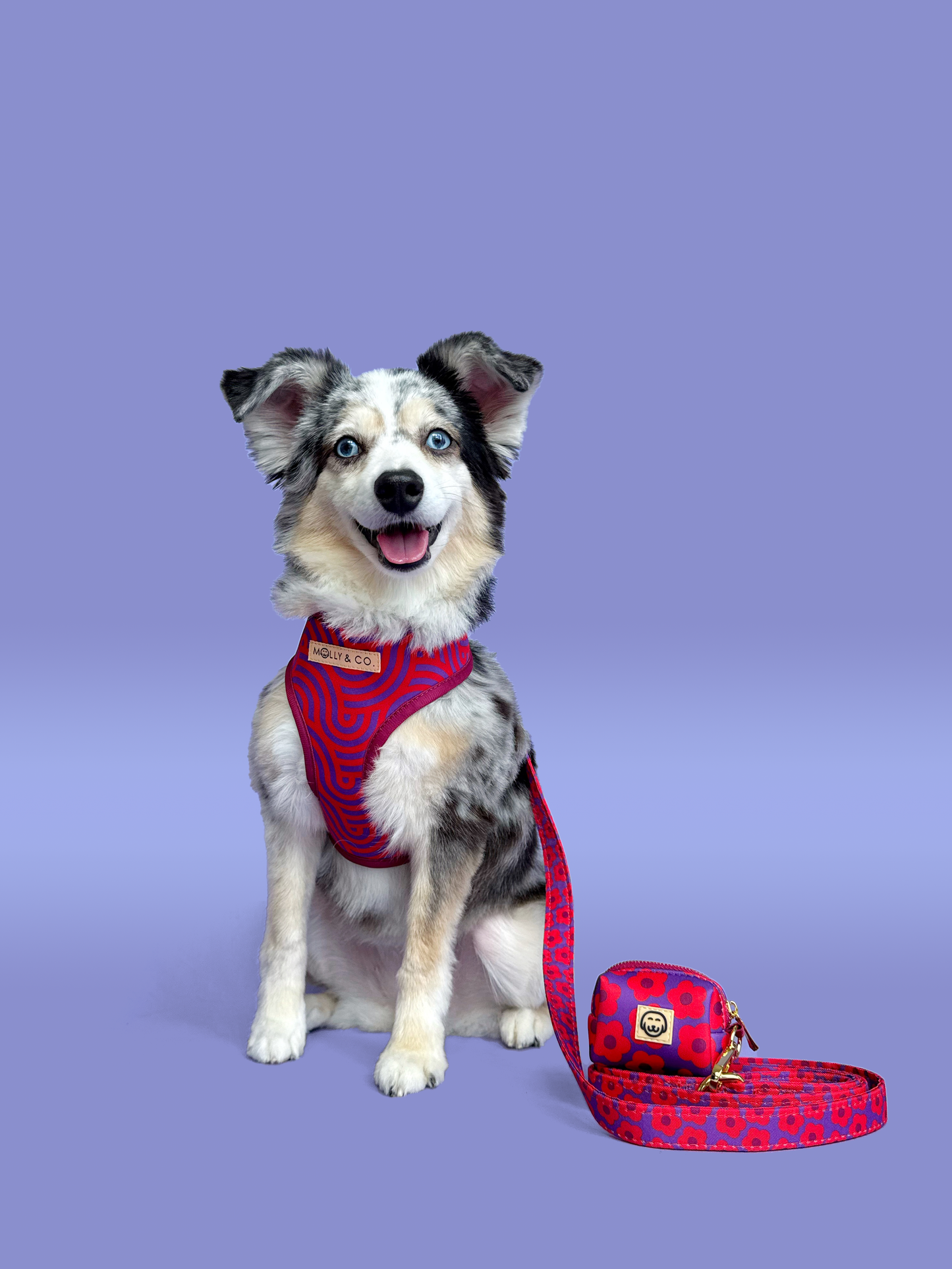 Mon Chéri - Laisse pour chien - fleur rose