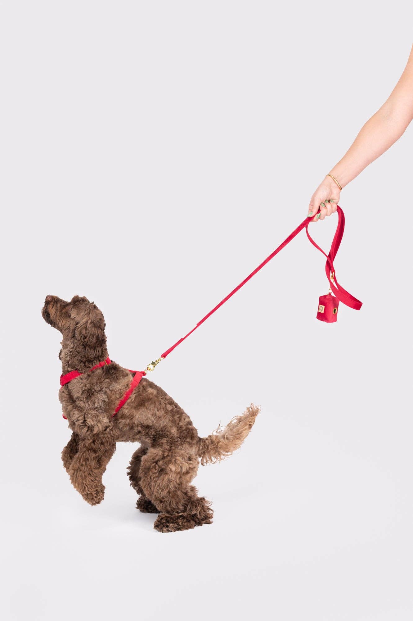 Harnais pour chien à sangle réglable - Velours écarlate