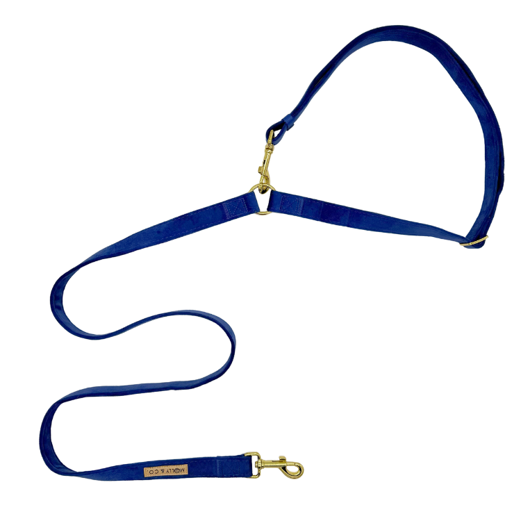 Laisse pour chien mains libres - velours bleu