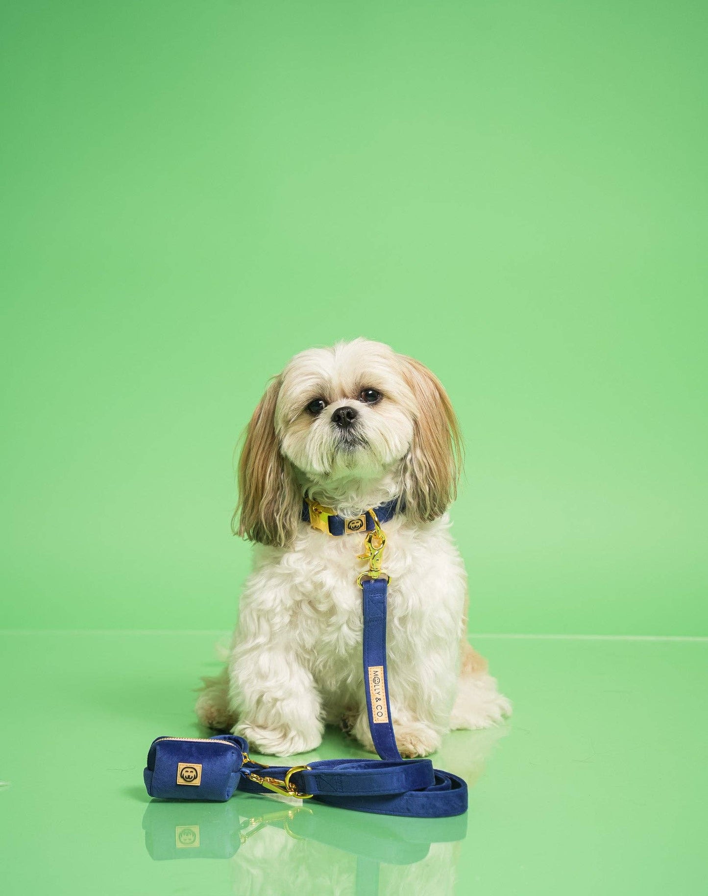 Royal Velvet - Laisse pour chien - bleu