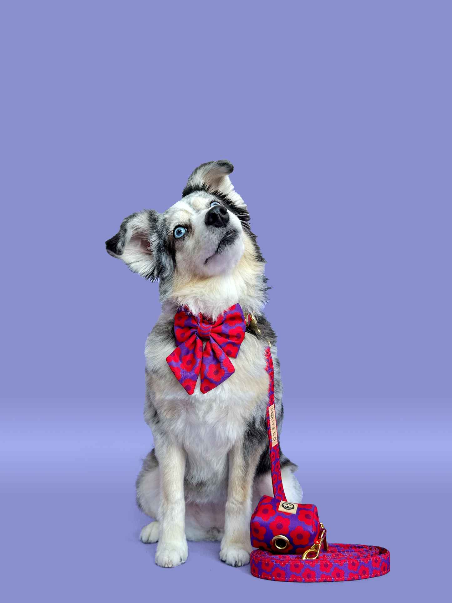 Mon Chéri - Laisse pour chien - fleur rose