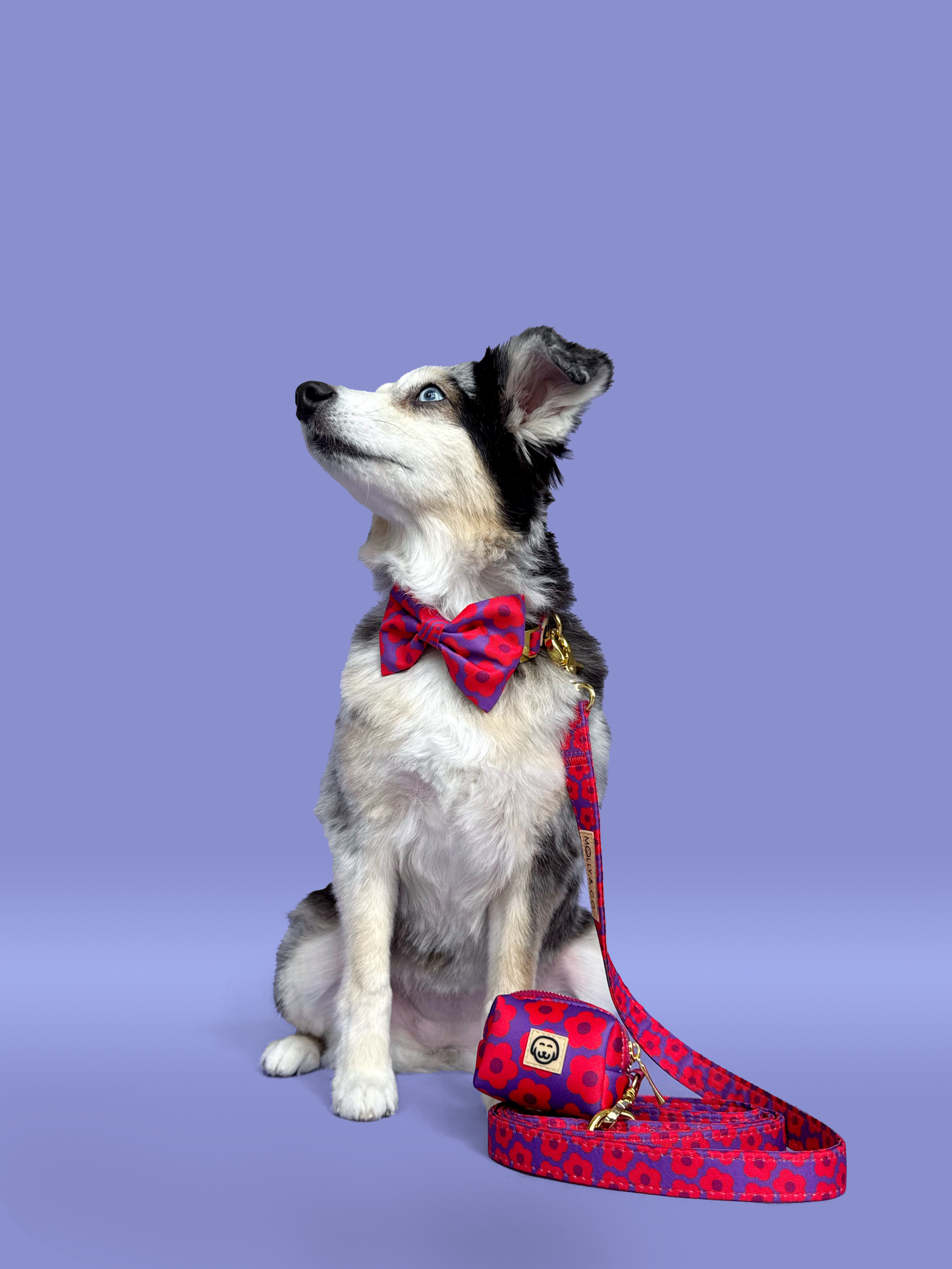 Mon Chéri - Laisse pour chien - fleur rose