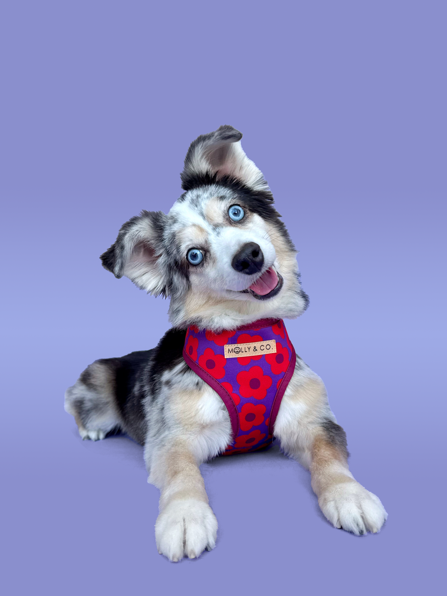 Mon Chéri - Harnais pour chien réversible