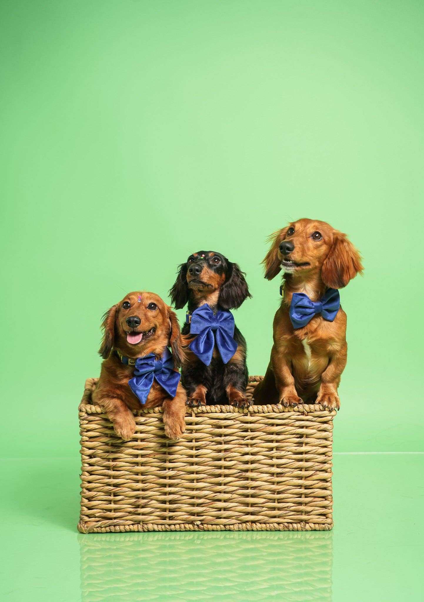 Royal Velvet - Collier pour chien - bleu