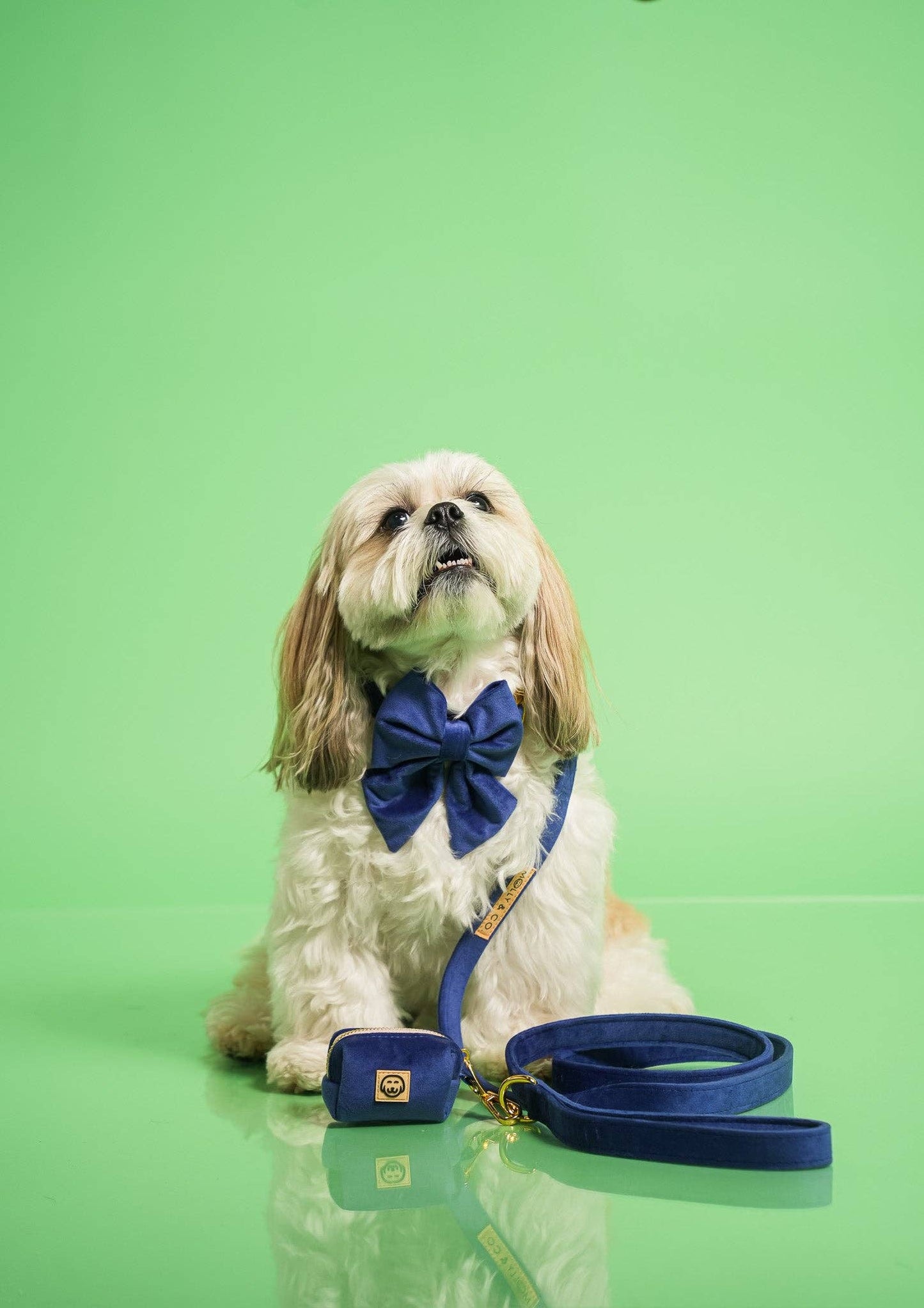 Royal Velvet - Collier pour chien - bleu