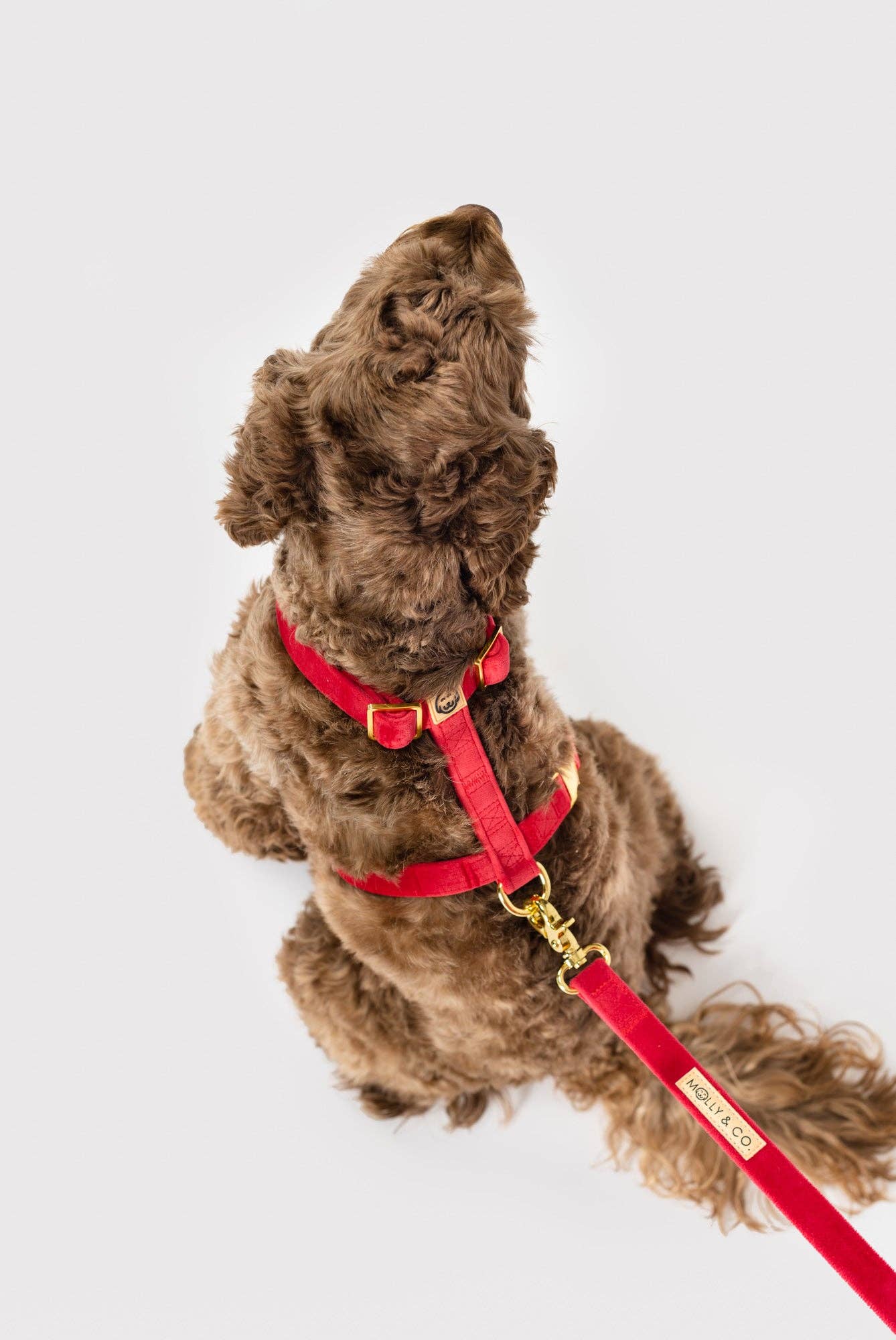 Harnais pour chien à sangle réglable - Velours écarlate