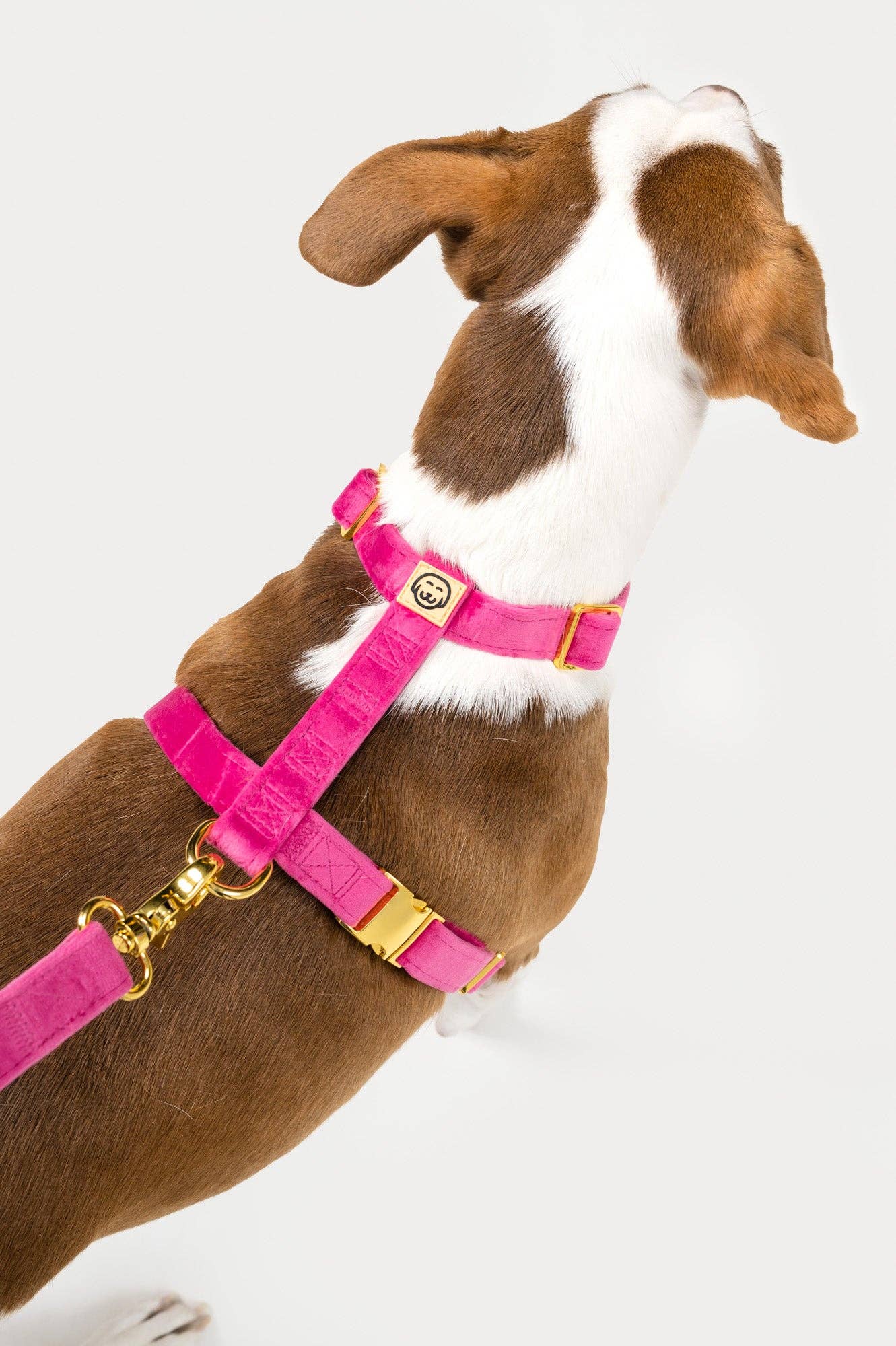 Harnais - Rose Velvet - chien à sangle ajustable