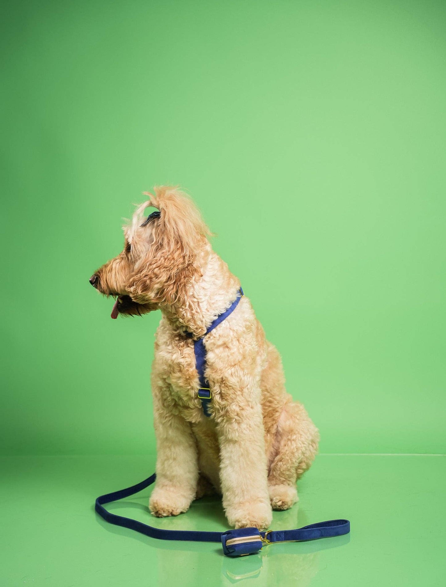 Harnais pour chien - Royal Velvet - sangle réglable Bleu