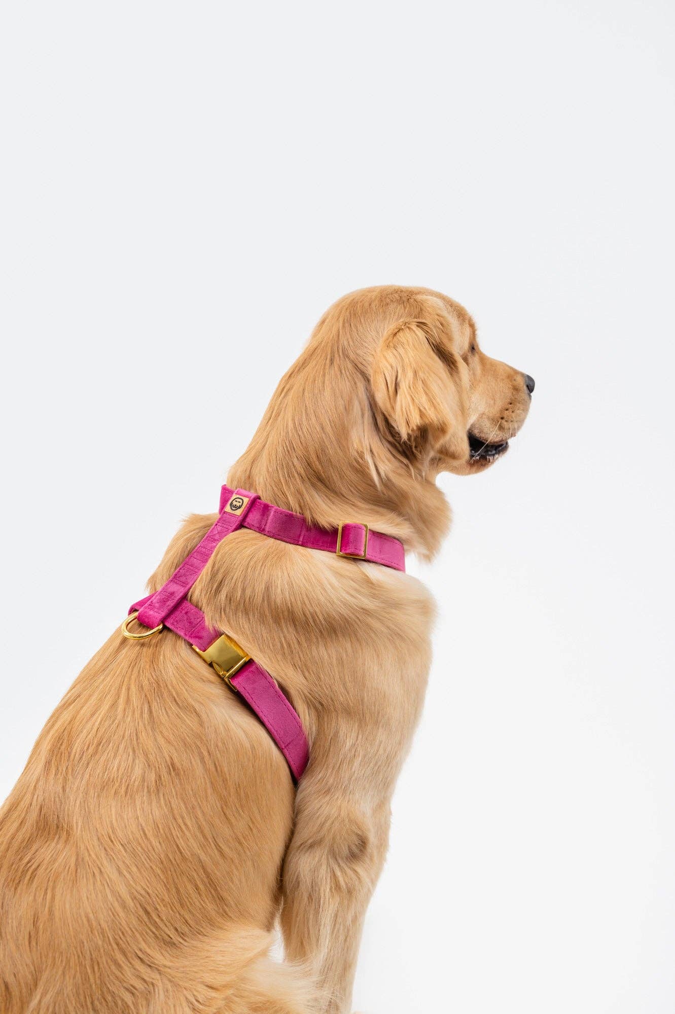 Harnais - Rose Velvet - chien à sangle ajustable