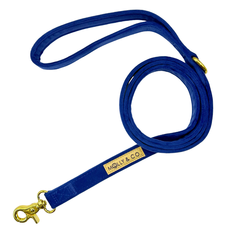 Royal Velvet - Laisse pour chien - bleu
