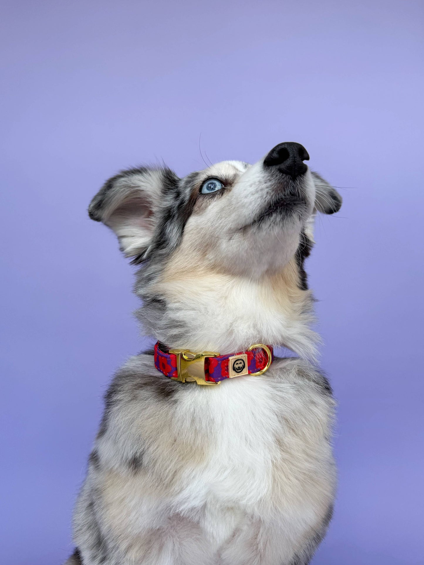 Collier pour chien - Mon Chéri - fleur rose