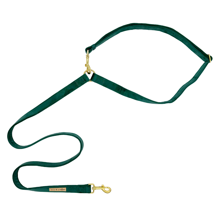 Laisse pour chien mains libres - velours bleu