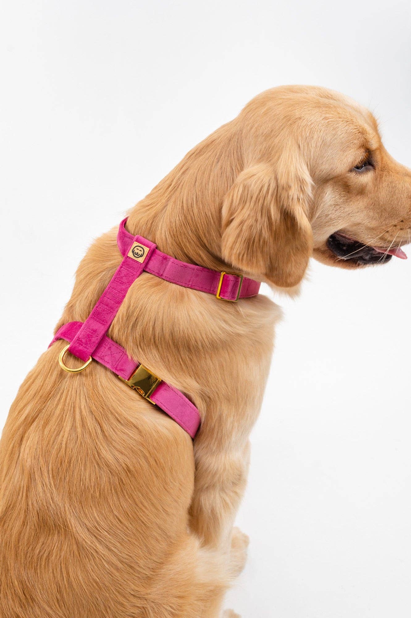 Harnais - Rose Velvet - chien à sangle ajustable