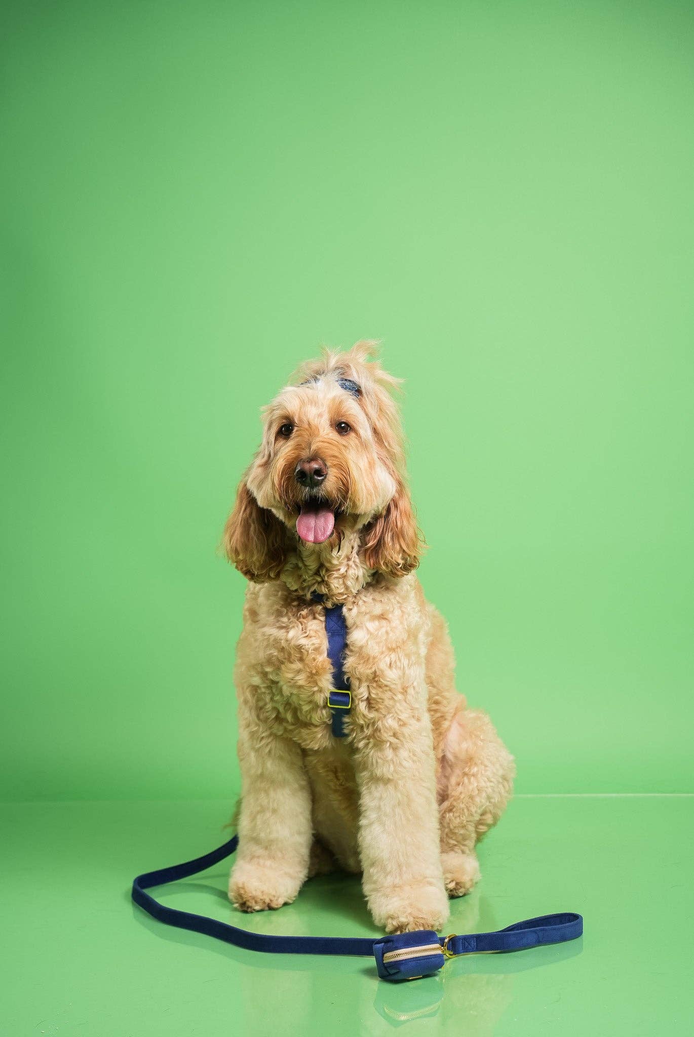 Harnais pour chien - Royal Velvet - sangle réglable Bleu
