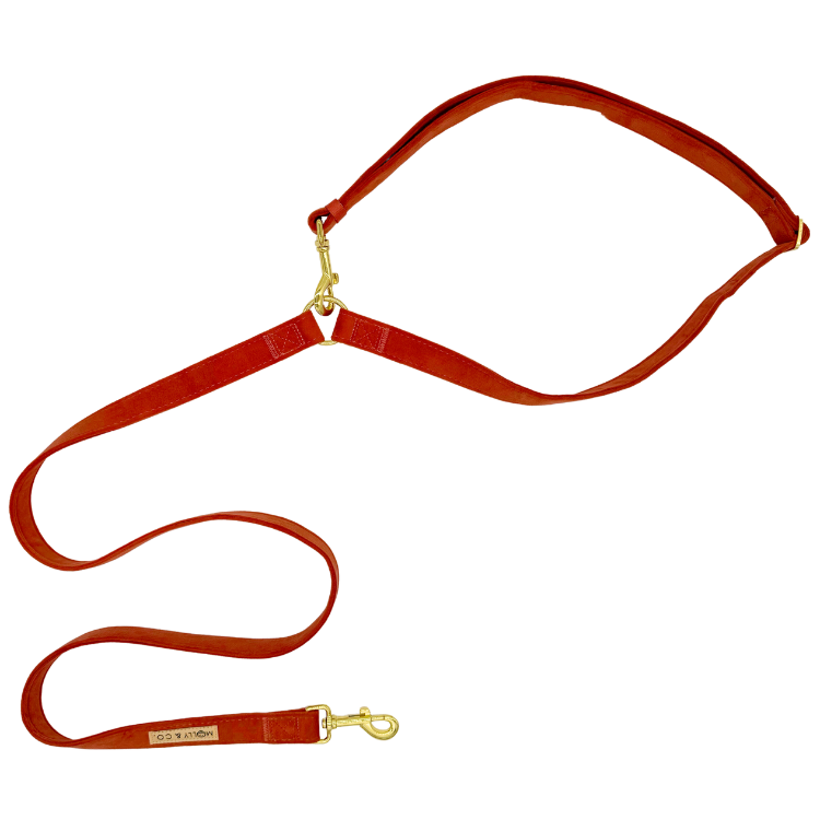 Laisse pour chien mains libres - velours bleu
