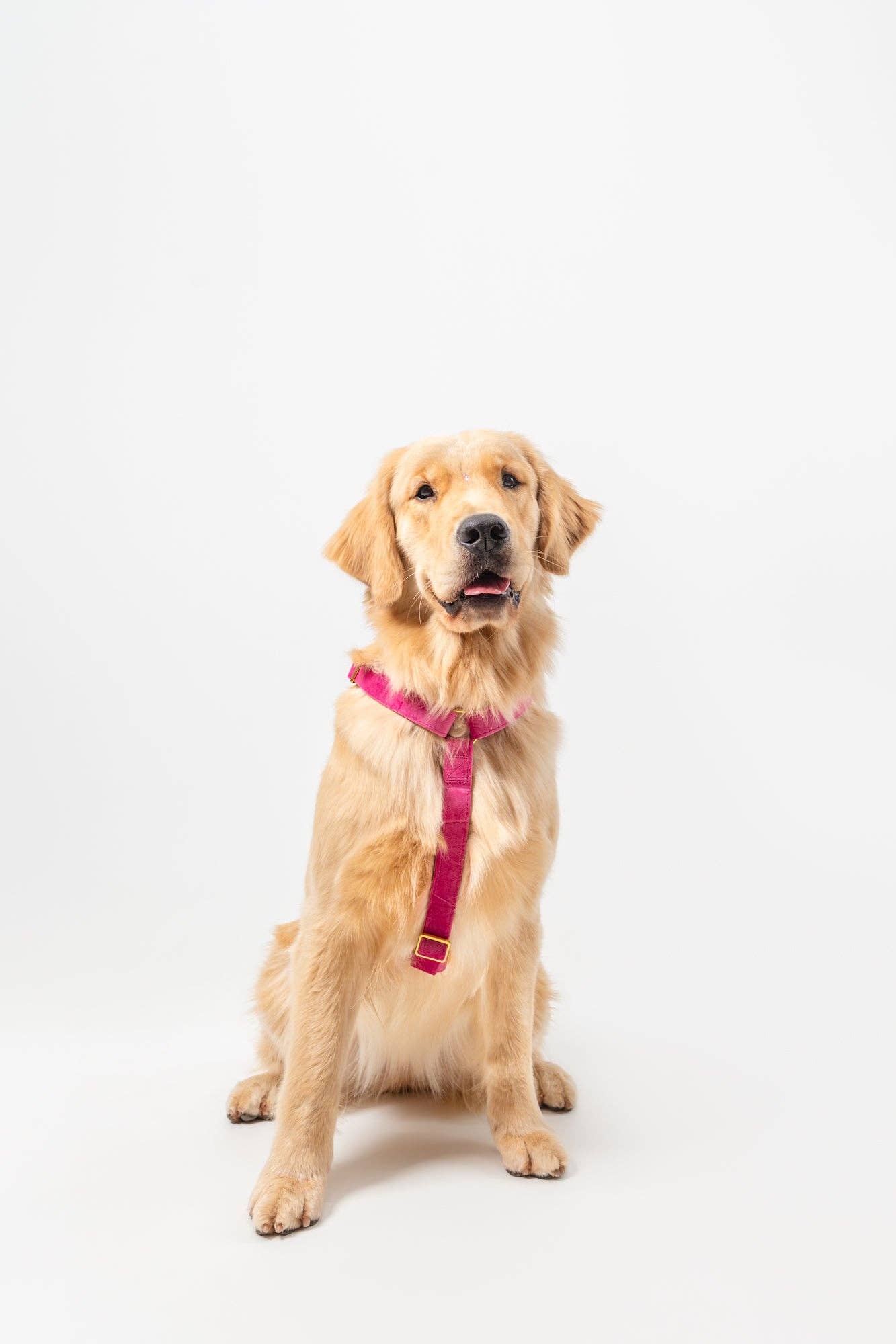 Harnais - Rose Velvet - chien à sangle ajustable