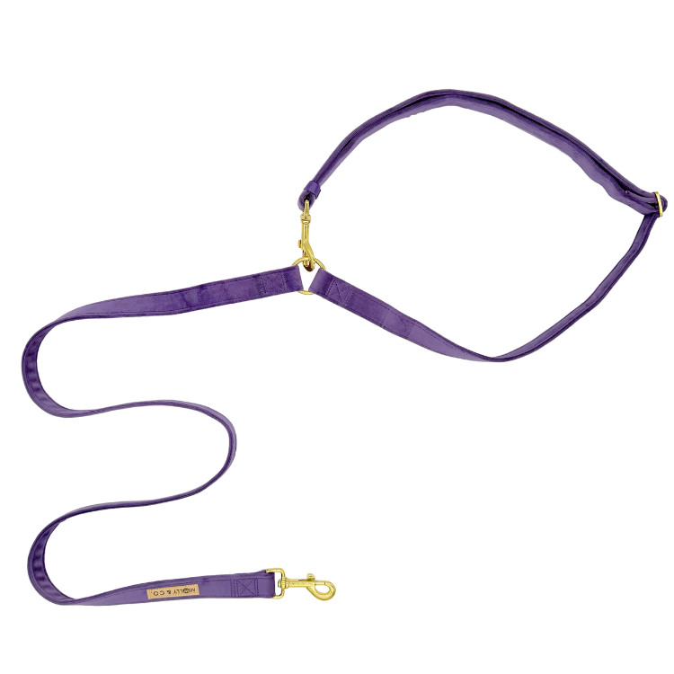Laisse pour chien mains libres - velours bleu
