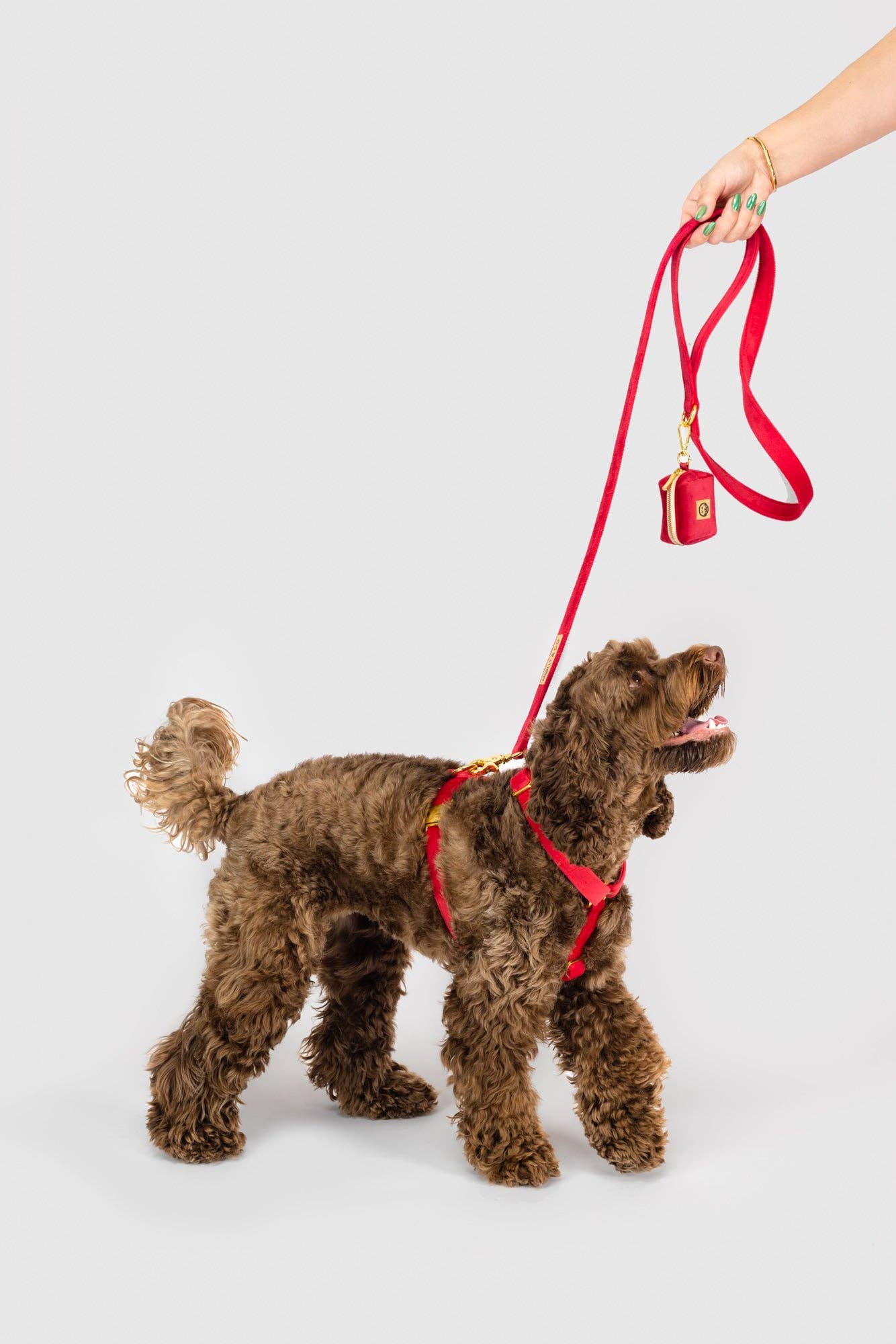 Harnais pour chien à sangle réglable - Velours écarlate