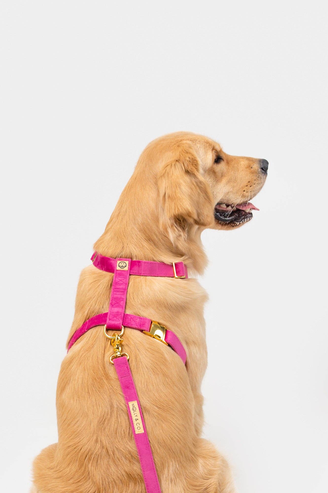Harnais - Rose Velvet - chien à sangle ajustable
