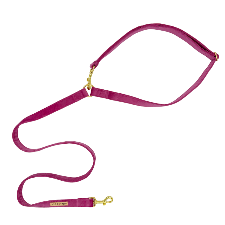 Laisse pour chien mains libres - velours bleu