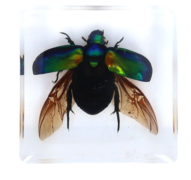 insecte - scarabaeoidea