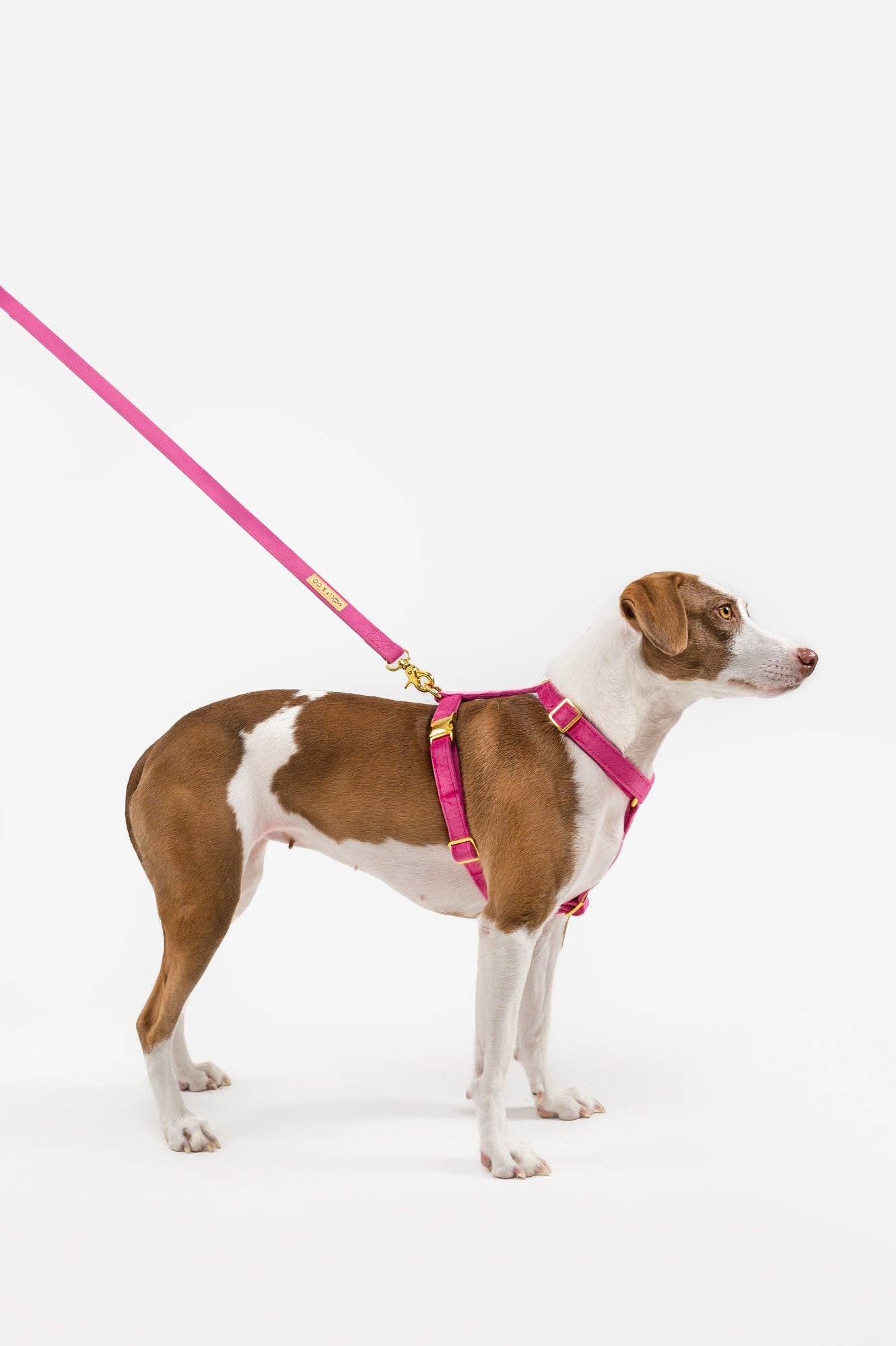 Harnais - Rose Velvet - chien à sangle ajustable