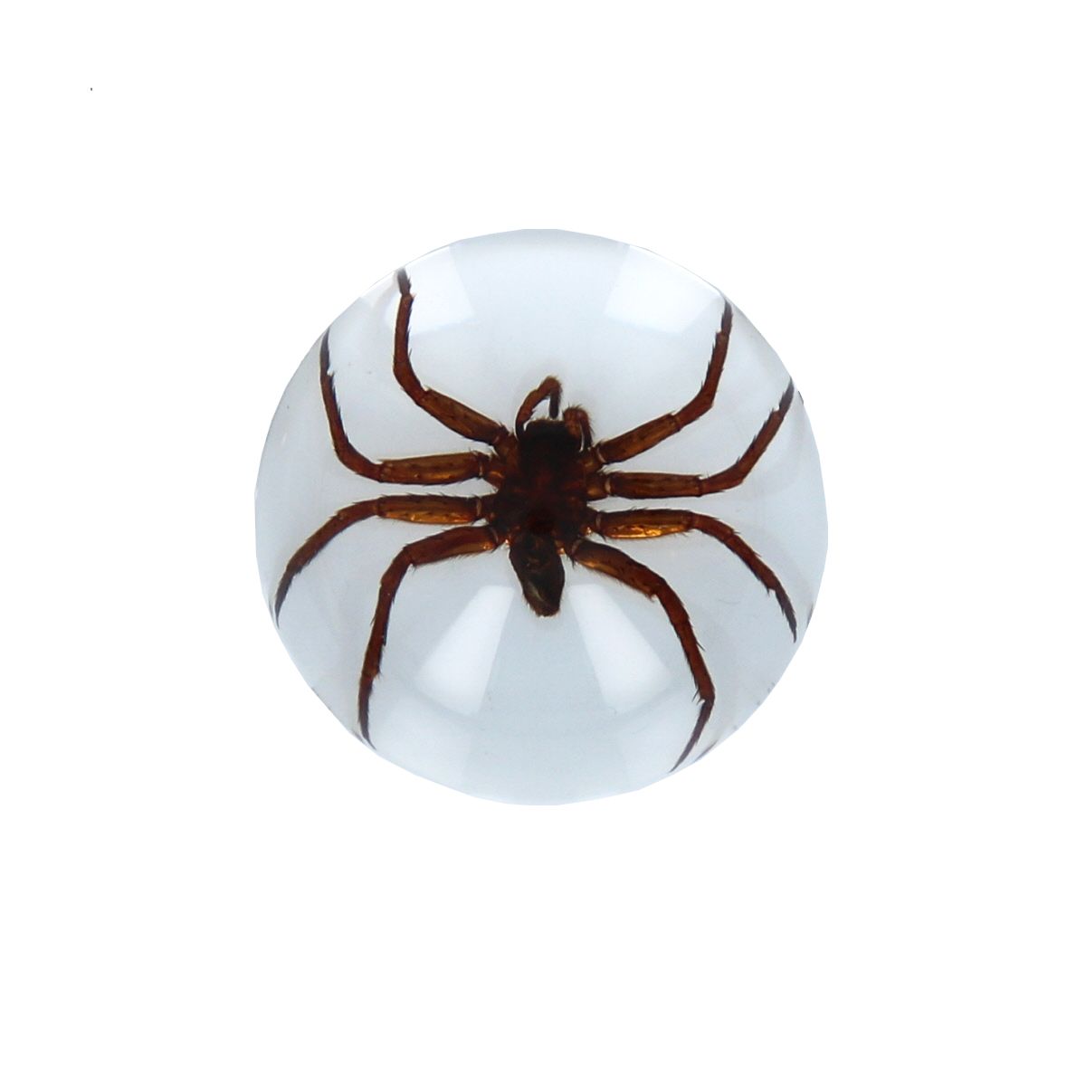 Araignée d'eau sous résine  insecte