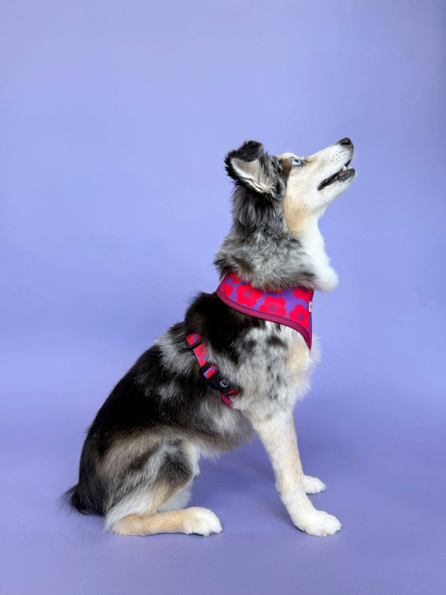 Mon Chéri - Harnais pour chien réversible
