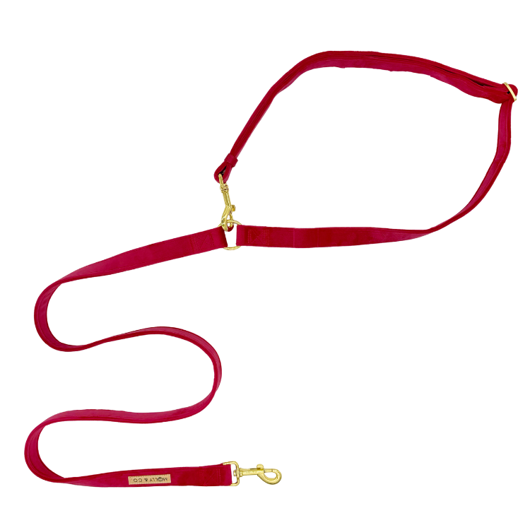 Laisse pour chien mains libres - velours bleu