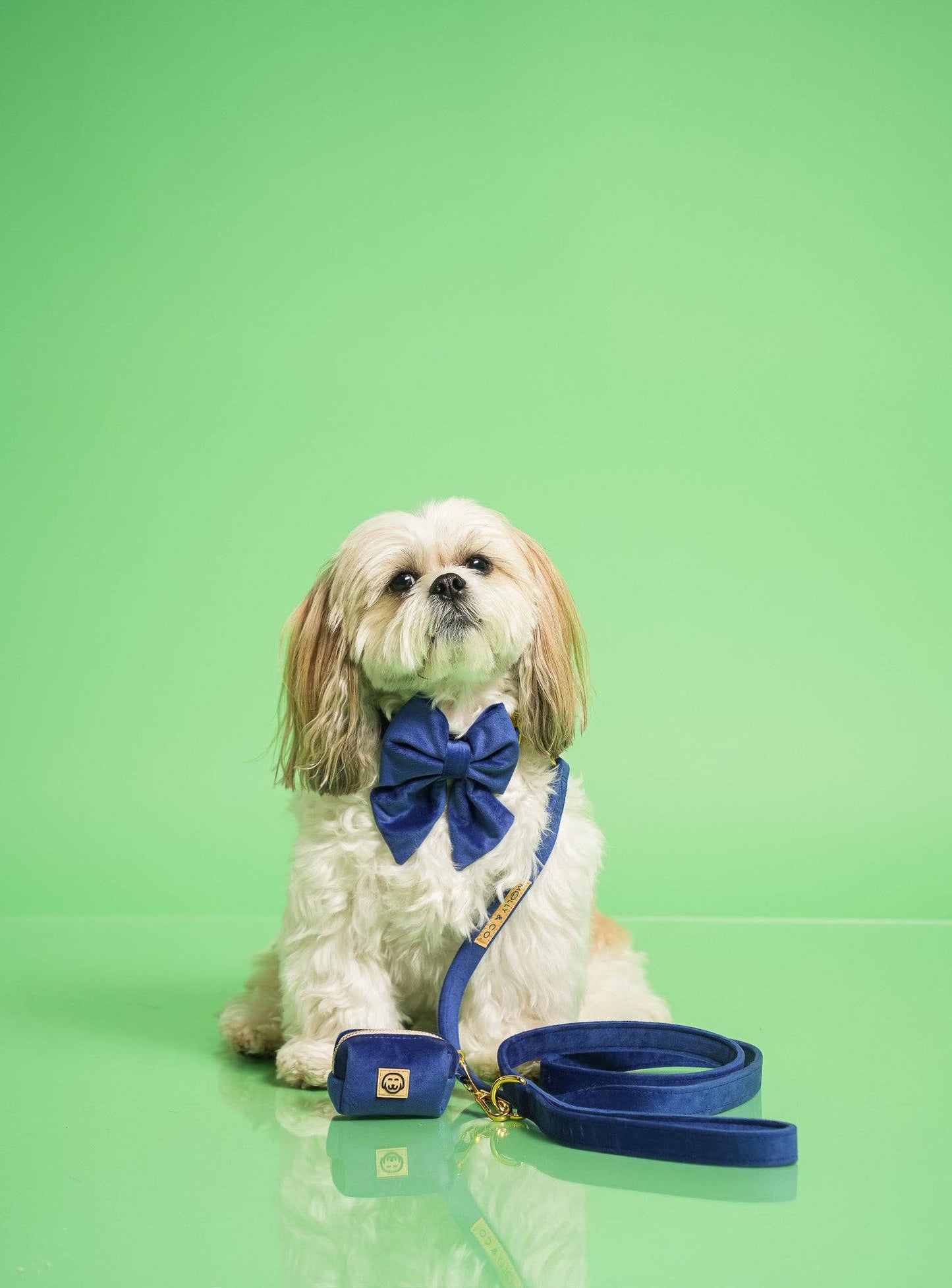Royal Velvet - Laisse pour chien - bleu
