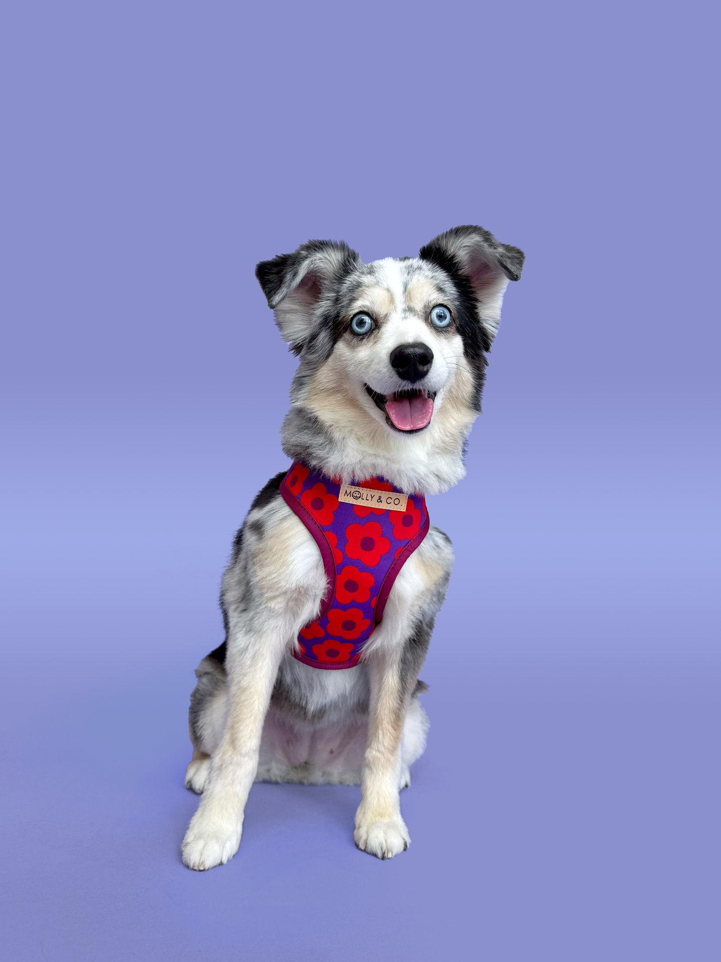 Mon Chéri - Harnais pour chien réversible