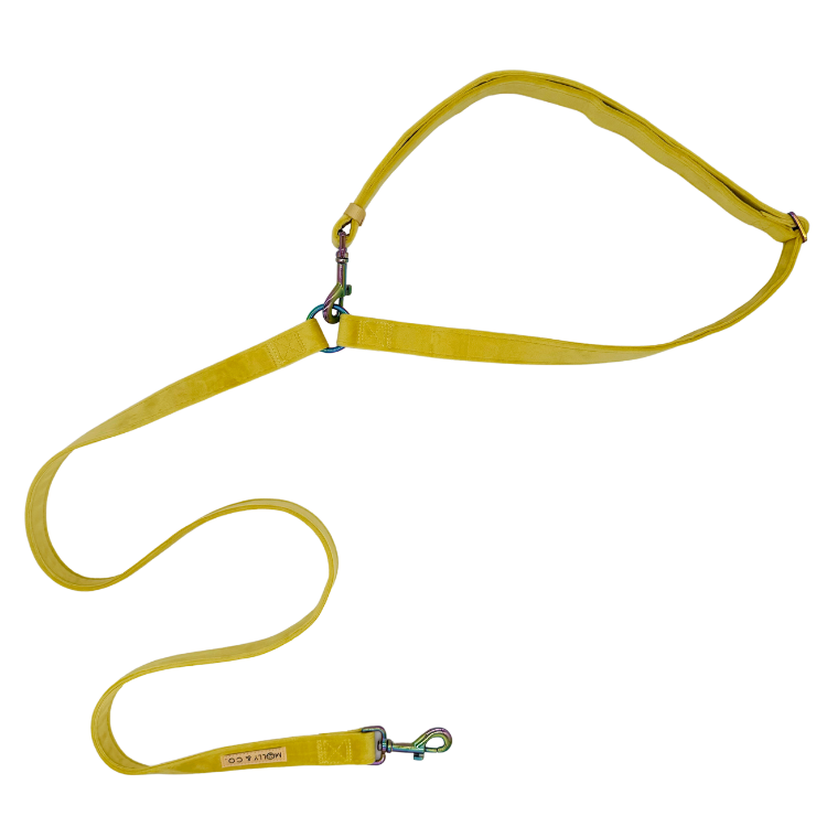 Laisse pour chien mains libres - velours bleu
