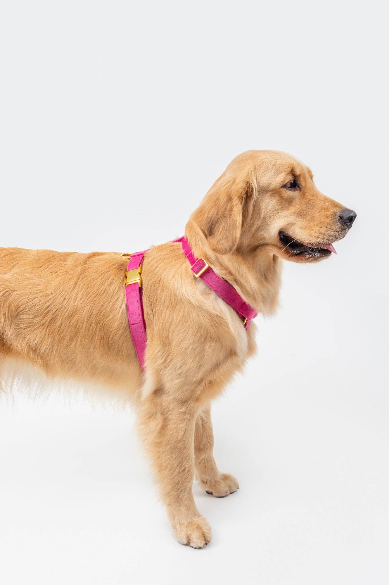 Harnais - Rose Velvet - chien à sangle ajustable