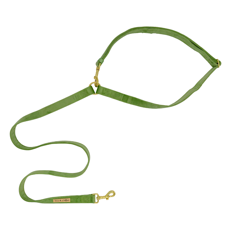 Laisse pour chien mains libres - velours bleu