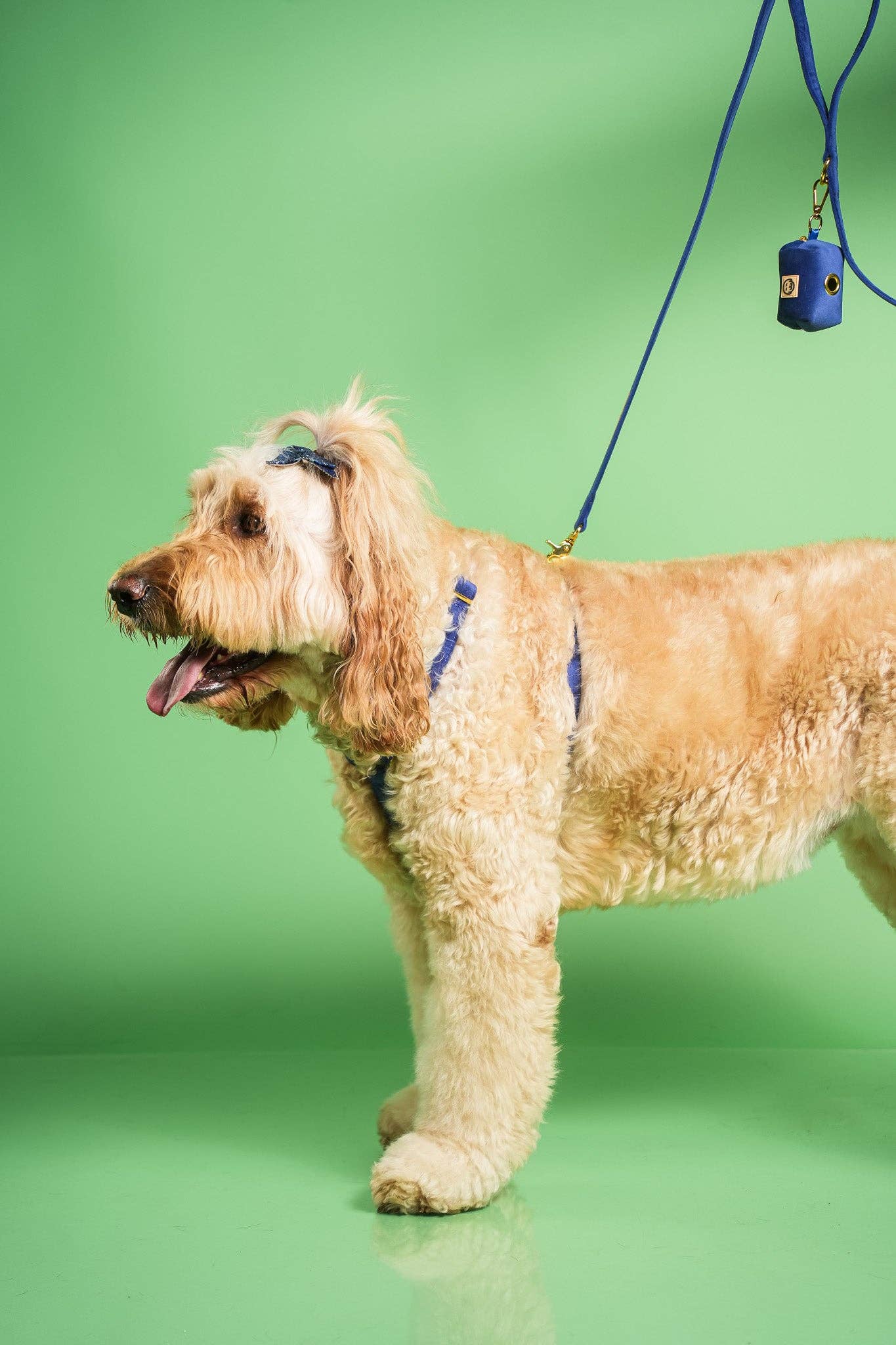 Harnais pour chien - Royal Velvet - sangle réglable Bleu