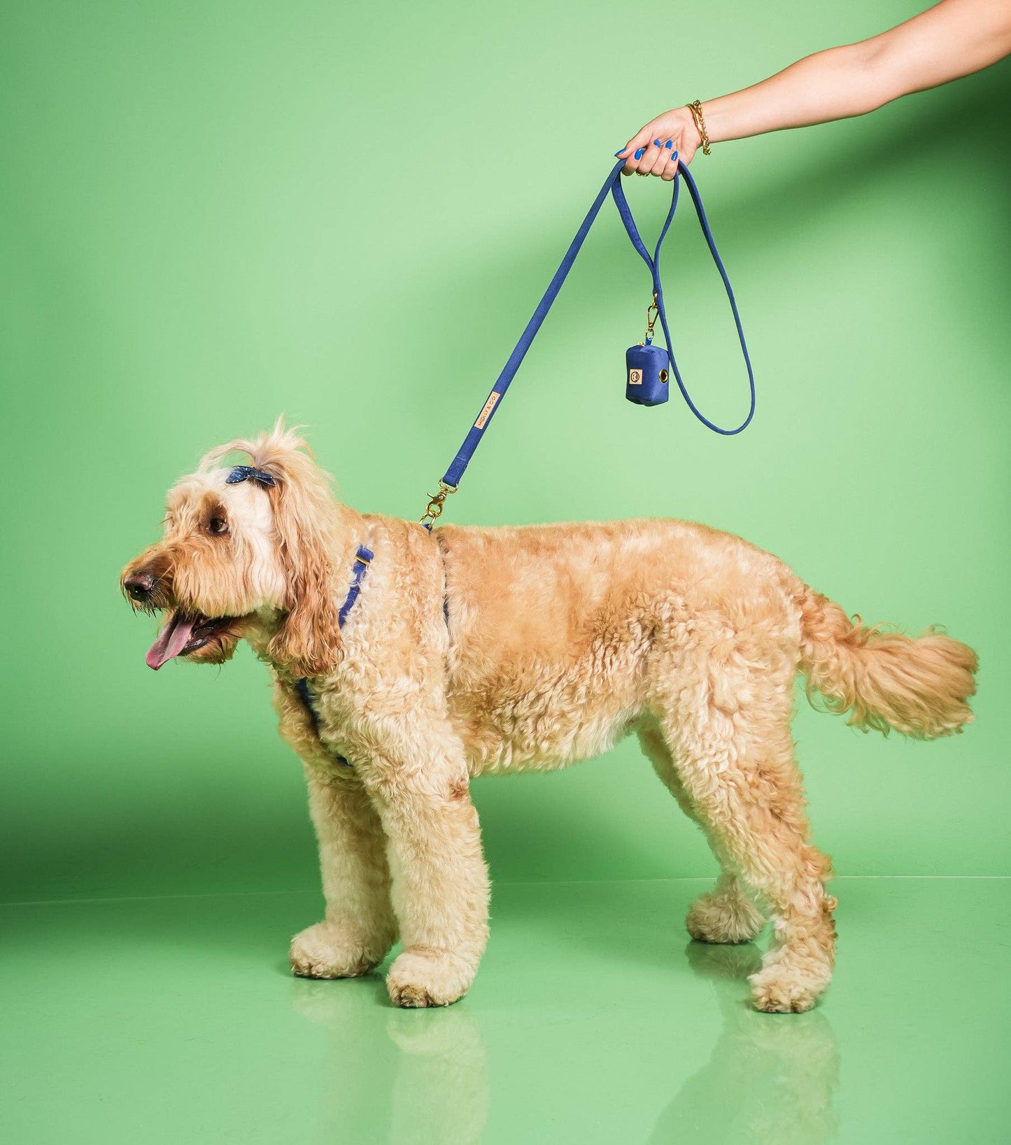 Harnais pour chien - Royal Velvet - sangle réglable Bleu