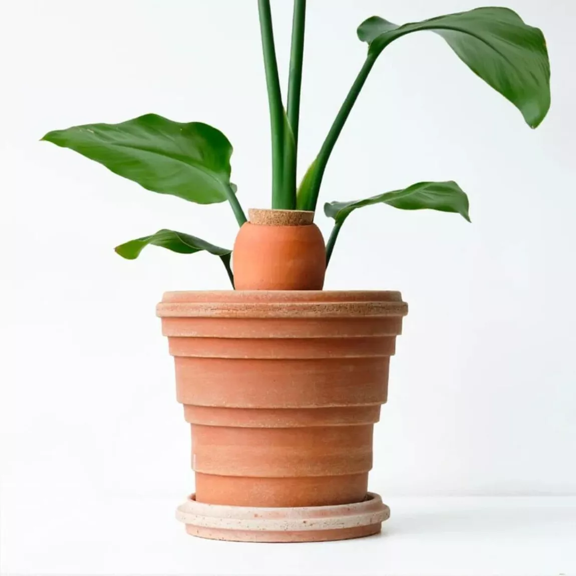 Routine Plantcare