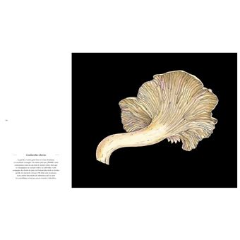 Champignons Eloge du vivant