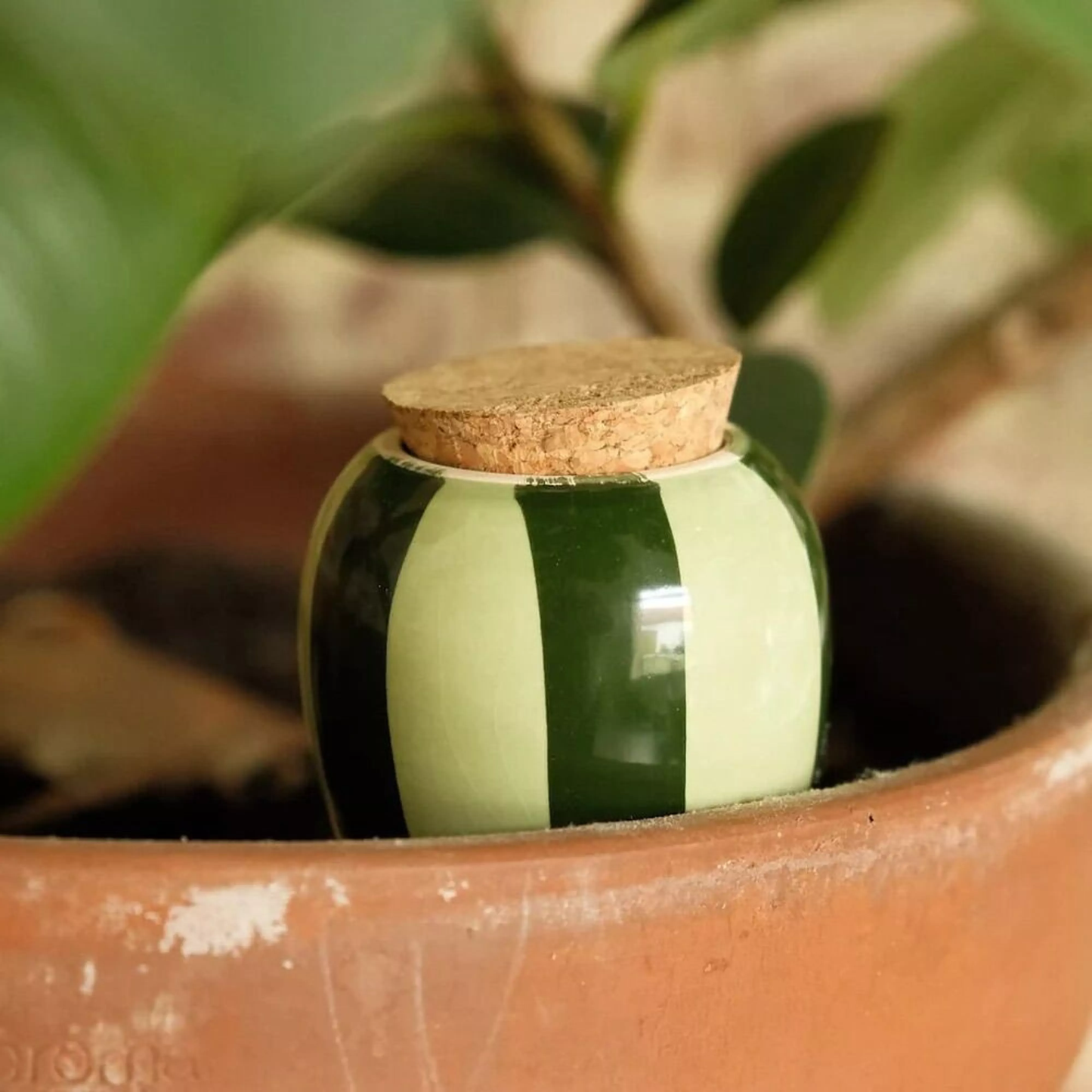Olla - Rayé vert et vert