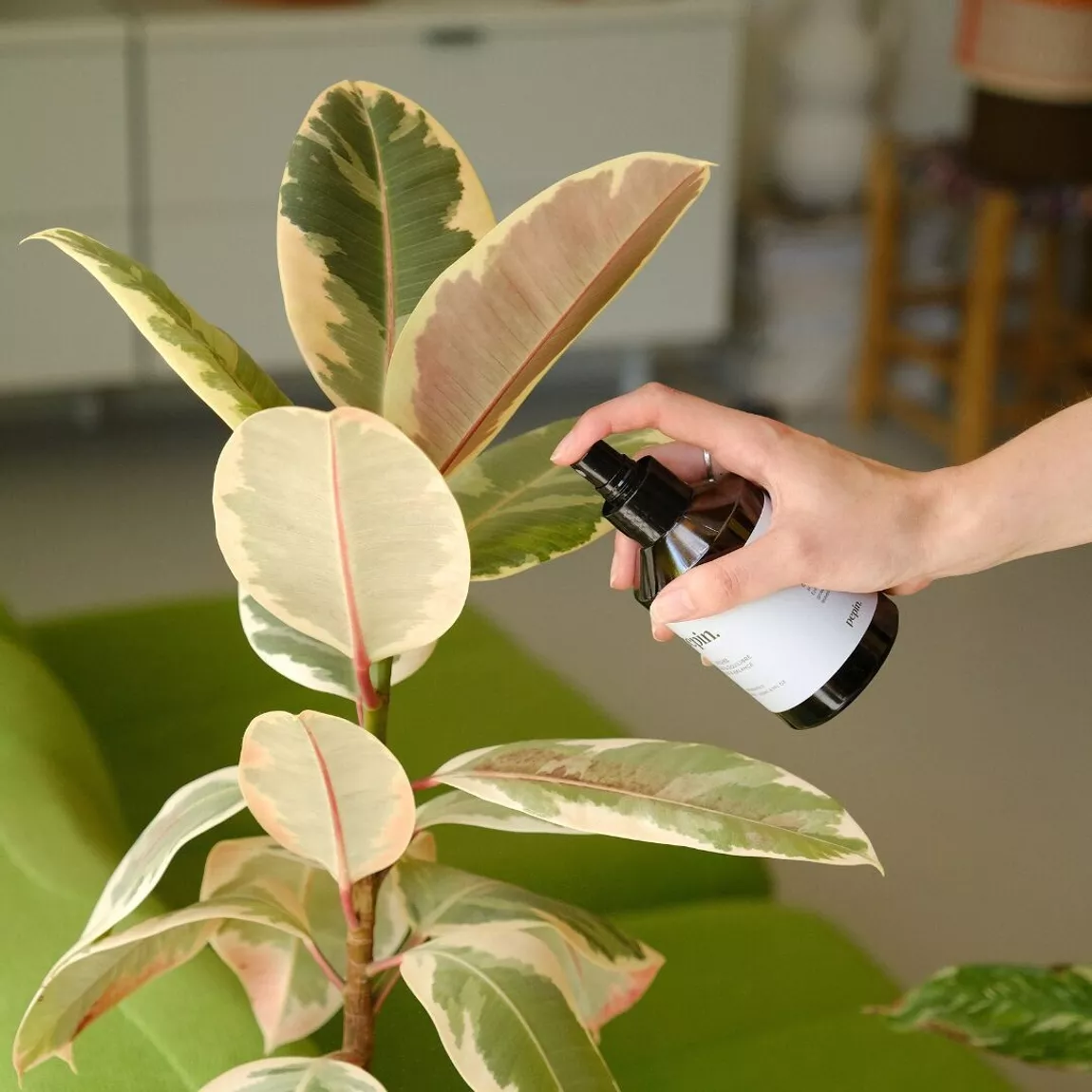 Routine Plantcare
