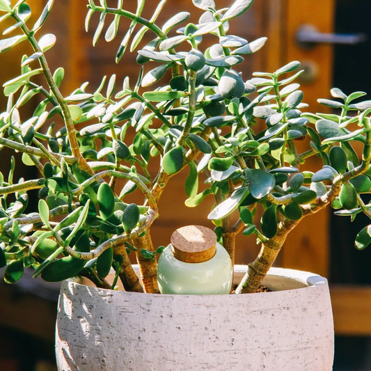 Olla - vert